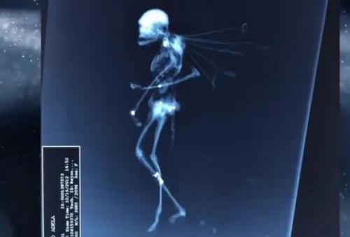 Рентгеновский снимок странного существа с крыльями опубликован. 07