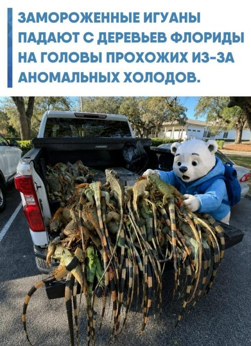 Когда температура в штате падает до нуля, теплолюбивые рептилии впадают в глубокий анабиоз и буквально сыплются с веток на тротуары.  
