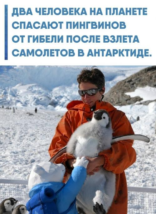Уникальные специалисты патрулируют аэродромы полярных станций, чтобы возвращать на лапы птиц, опрокинутых на спину звуковой волной.  