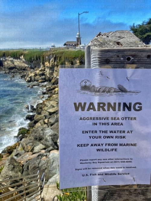 В Калифорнии агрессивная морская выдра отбирает доски у сёрферов и сама на них плавает. 02