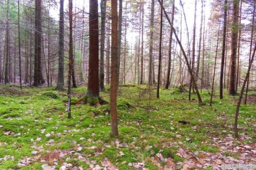 Мистический покайнский лес и племя земгалов. 06 Мистический покайнский лес и племя земгалов. 06