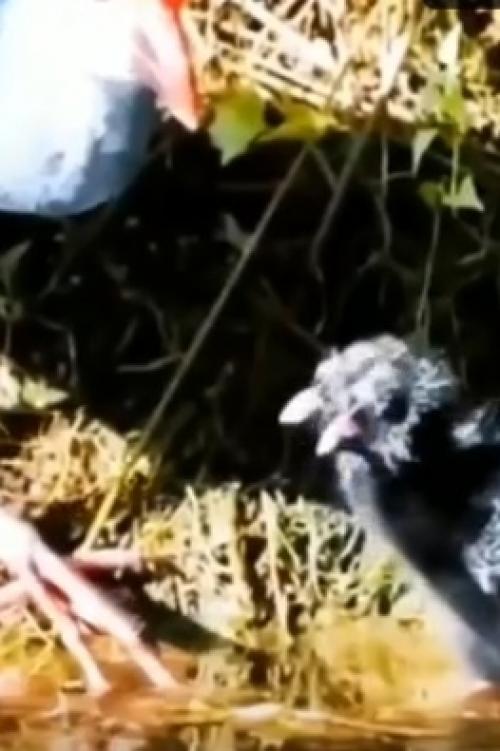 Султанки - представители семейства пастушковых, которые обитают рядом с тихими пресноводными источниками и болотами, где активно ищут корм. 01