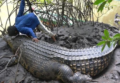 В Индонезии мужчина по имени амбо стал близким другом гигантского морского крокодила по имени ризка. 01