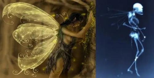 Рентгеновский снимок странного существа с крыльями опубликован. 01