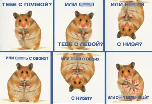 Короткий световой день самок хомяков агрессивнее сделал.

