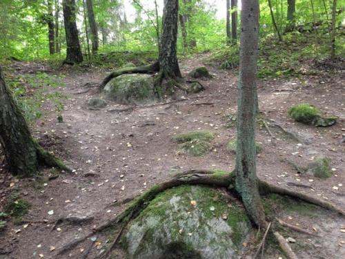 Мистический покайнский лес и племя земгалов. 04 Мистический покайнский лес и племя земгалов. 04