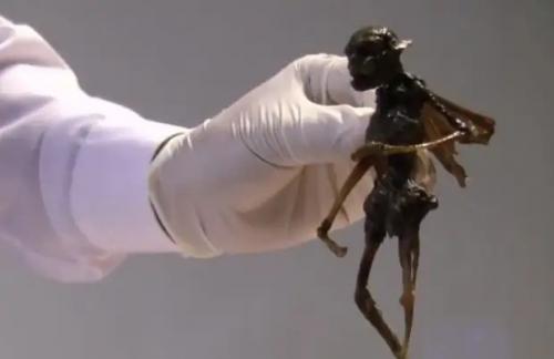 Рентгеновский снимок странного существа с крыльями опубликован. 02