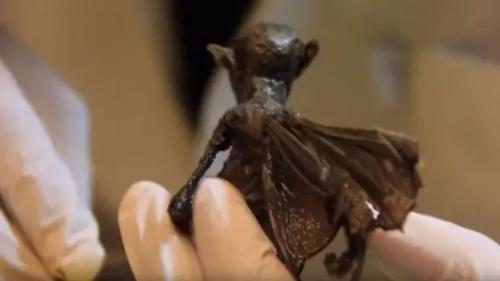 Рентгеновский снимок странного существа с крыльями опубликован. 04