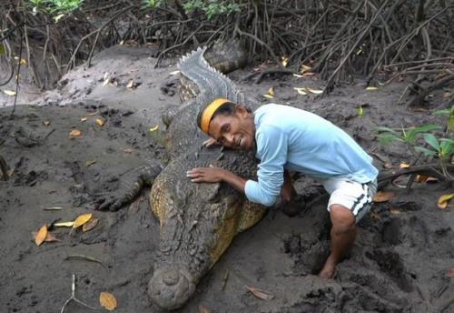 В Индонезии мужчина по имени амбо стал близким другом гигантского морского крокодила по имени ризка. 02