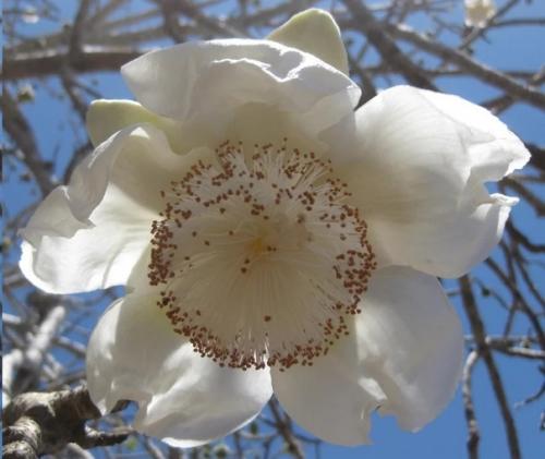 Баобаб: дереве, которое не горит в огне и живёт 5 тысяч лет. 02