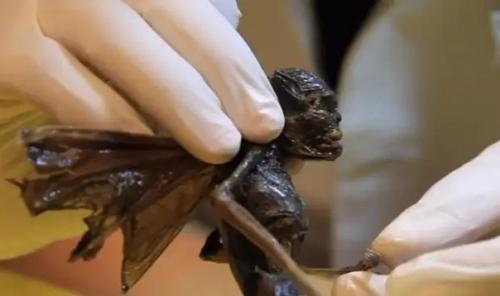 Рентгеновский снимок странного существа с крыльями опубликован. 03