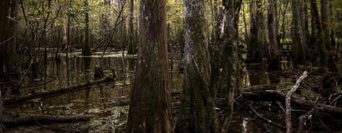 Никому не известные криптиды гайаны. 03