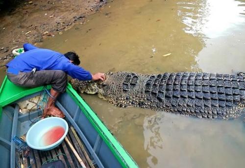 В Индонезии мужчина по имени амбо стал близким другом гигантского морского крокодила по имени ризка. 03