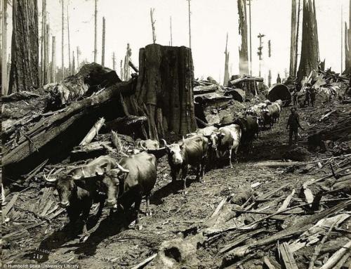 Начало 20-го века. 02