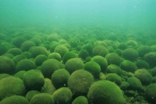 Загадка зелёных сфер на океанском побережье. 02 Загадка зелёных сфер на океанском побережье. 02