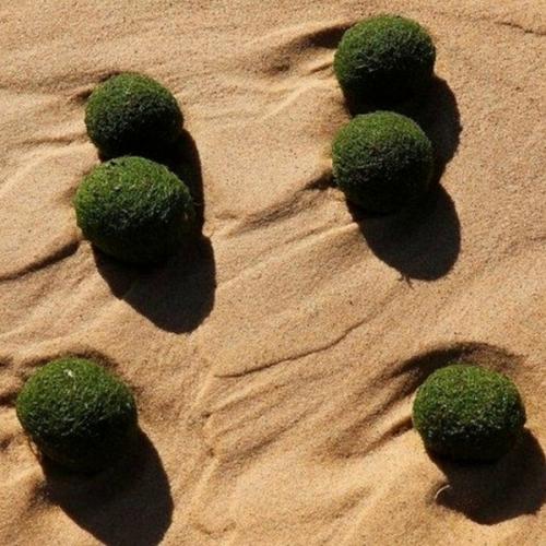 Загадка зелёных сфер на океанском побережье. 01 Загадка зелёных сфер на океанском побережье. 01