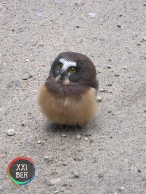 Отважный совенок дорогу полицейской машине преградил. 01