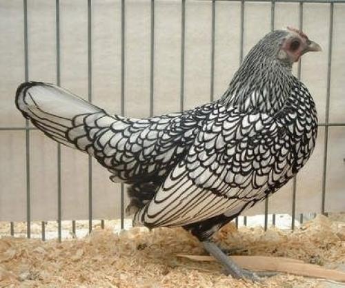 Сибрайт - курицы этой породы будто созданы для раскраски цветными фломастерами. 02