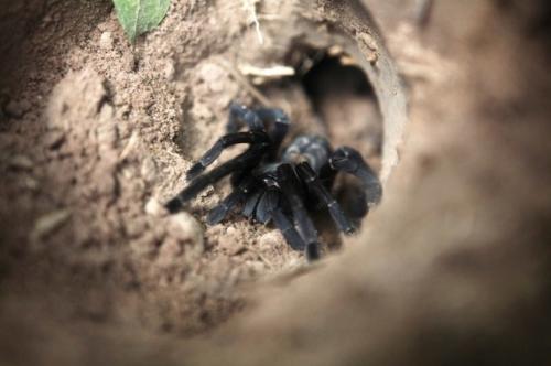 Камбoджийскoй город пауков. 04