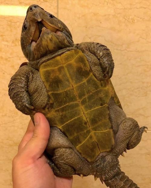 Укусит, наверное мало не покажется. 02