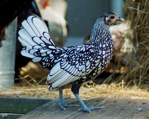 Сибрайт - курицы этой породы будто созданы для раскраски цветными фломастерами. 05