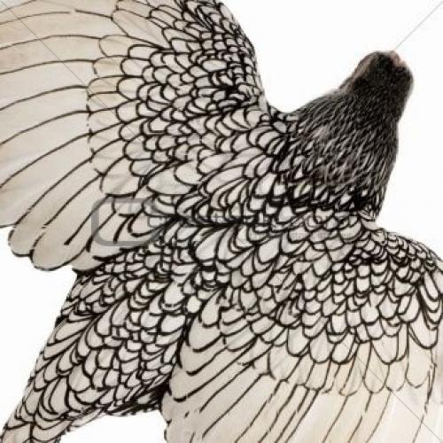 Сибрайт - курицы этой породы будто созданы для раскраски цветными фломастерами. 01