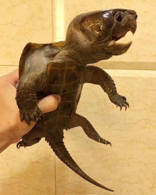 Укусит, наверное мало не покажется. 01