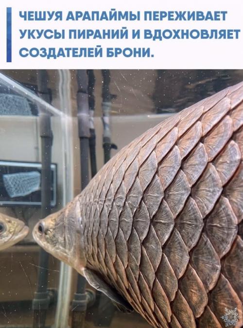 Инженеров давно мучает противоречие: твёрдая защита хорошо держит удар, но мешает двигаться, а гибкая обычно хуже сопротивляется проколам.  