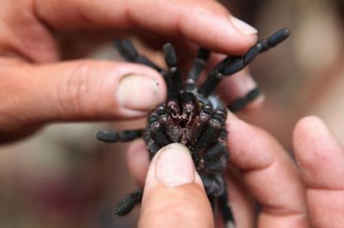 Камбoджийскoй город пауков. 02