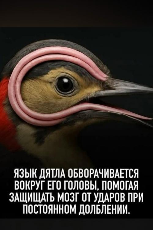 Язык дятла - необычный природный механизм.  