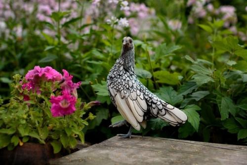 Сибрайт - курицы этой породы будто созданы для раскраски цветными фломастерами. 03
