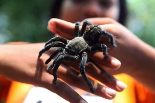 Камбoджийскoй город пауков. 06