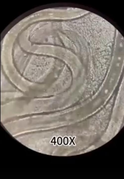 Морское ушко под микроскопом. 01