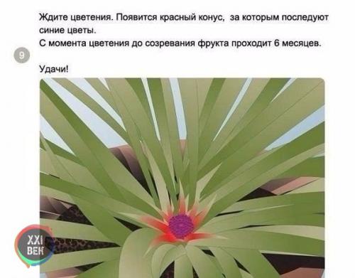 Как вырастить ананас в домашних условиях? 08