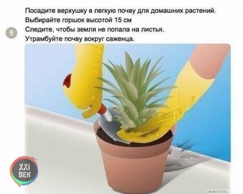 Как вырастить ананас в домашних условиях? 04