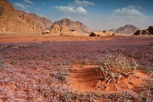 Самая прекрасная пустыня в мире. 01 Самая прекрасная пустыня в мире. 01