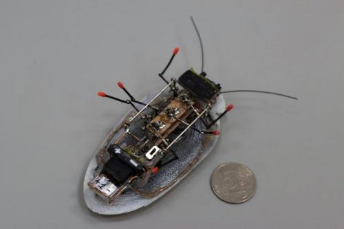 В Калининграде создали таракана - разведчика. 01 В Калининграде создали таракана - разведчика. 01