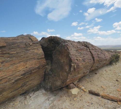Окаменелый лес, национальный парк харамильо, санта-крус, Аргентина. 01