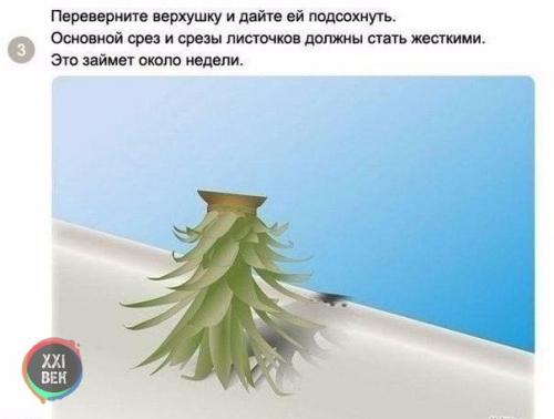 Как вырастить ананас в домашних условиях? 02