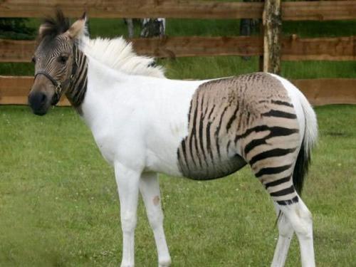 Первый мужчина важнее всех остальных. Первый мужчина важнее всех остальных.