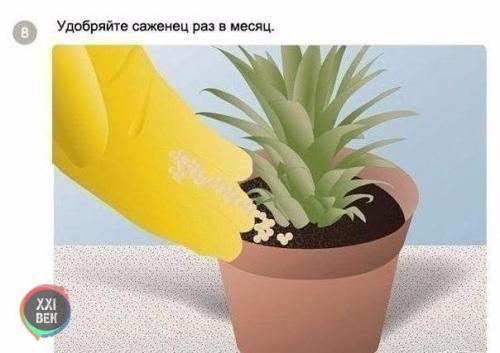 Как вырастить ананас в домашних условиях? 07