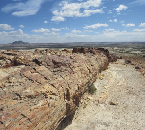 Окаменелый лес, национальный парк харамильо, санта-крус, Аргентина. 04