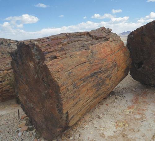 Окаменелый лес, национальный парк харамильо, санта-крус, Аргентина. 02