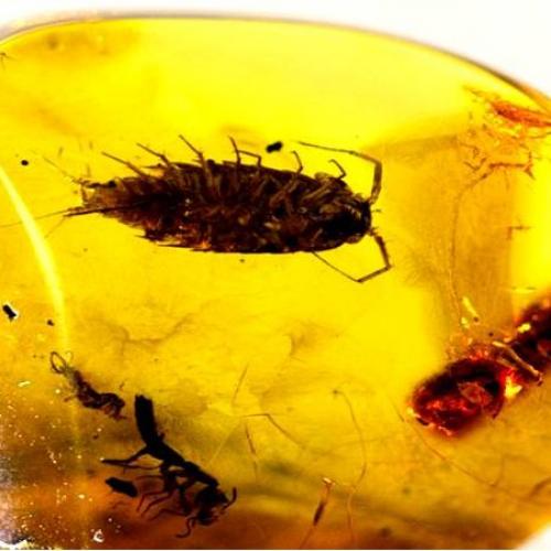 Доисторические насекомые в янтаре. 03