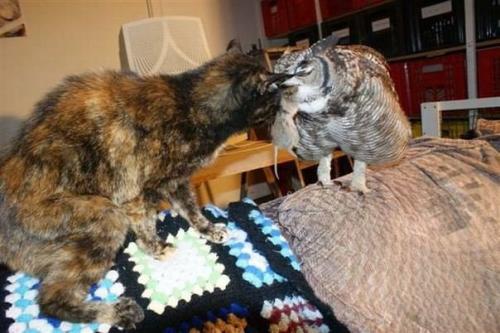 Удивительная история произошла в южной Африке: молодой человек подобрал раненую сову и приютил её у себя дома. 03