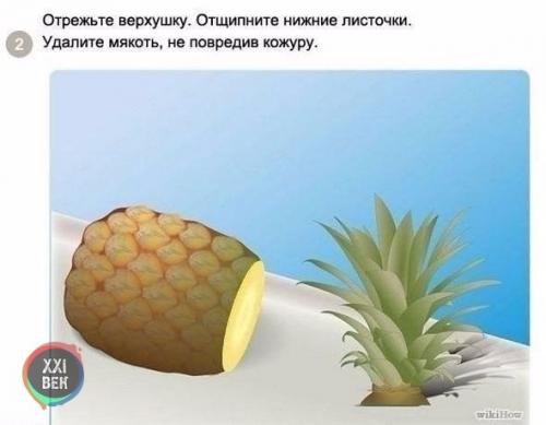 Как вырастить ананас в домашних условиях? 01
