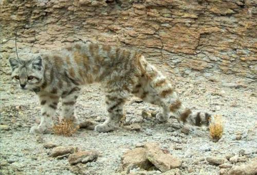 На фото - андская горная кошка. 01