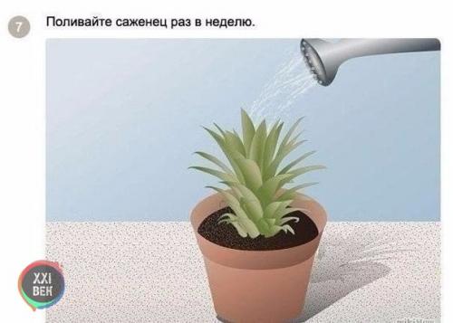 Как вырастить ананас в домашних условиях? 06