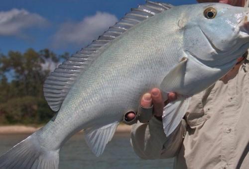 Самцы голубой австралийской рыбы друг друга в бою целуют. Самцы голубой австралийской рыбы друг друга в бою целуют.