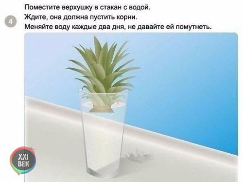 Как вырастить ананас в домашних условиях? 03